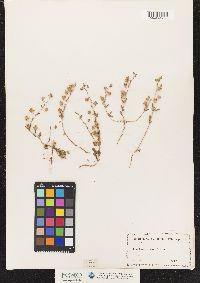 Image of Helianthemum salicifolium