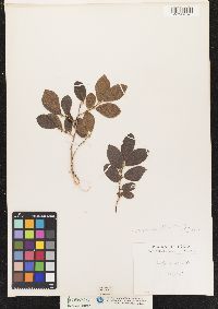 Image of Diospyros lanceifolia