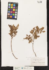 Vaccinium angustifolium image