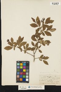 Vaccinium corymbosum image