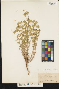 Image of Euphorbia crenulata