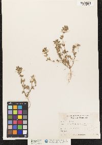 Image of Euphorbia densiflora
