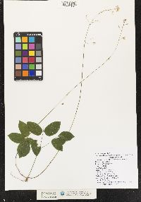 Desmodium nudiflorum image