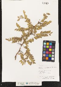 Gleditsia triacanthos image