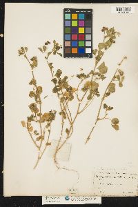 Image of Medicago turbinata