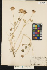 Image of Trifolium fucatum