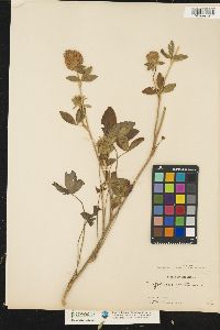 Trifolium pratense image