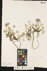 Image of Trifolium eximium