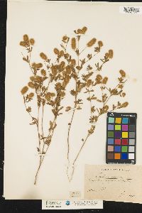 Trifolium arvense image