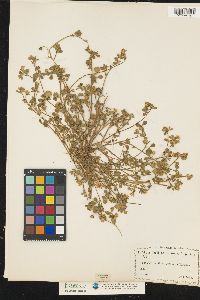 Image of Trifolium clusii