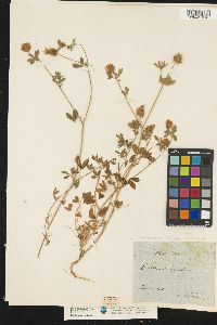 Image of Trifolium echinatum