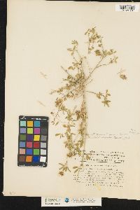 Image of Trifolium glanduliferum