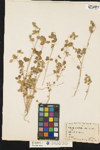 Image of Trifolium glomeratum