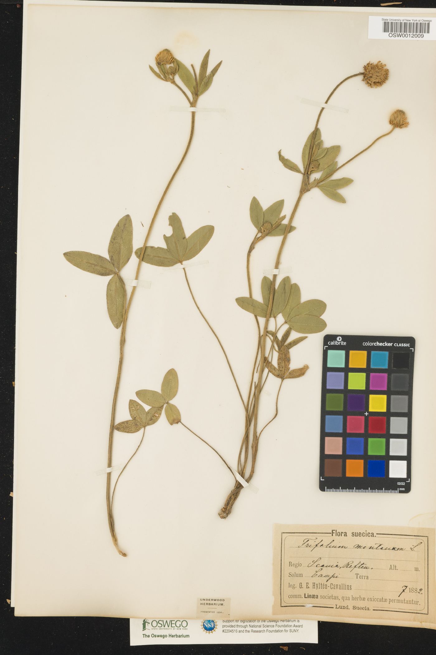 Trifolium montanum image