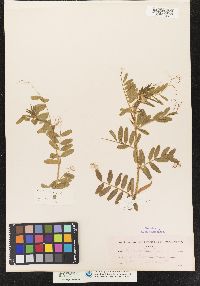 Vicia sativa image