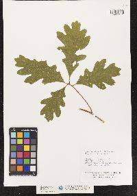 Quercus alba image