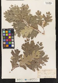 Quercus alba image