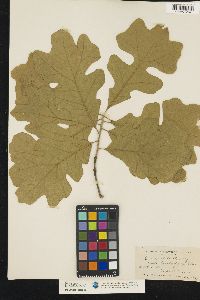 Quercus stellata image