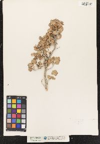 Image of Ribes aureum