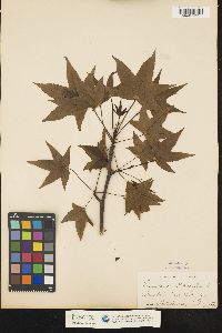 Liquidambar styraciflua image