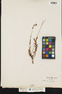Image of Hypericum japonicum