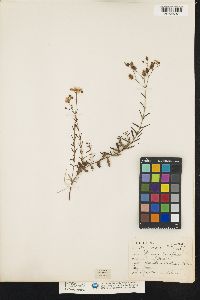 Image of Hypericum linarifolium
