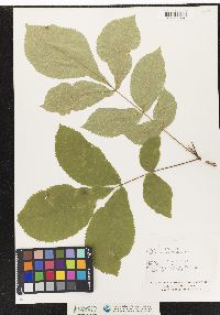 Carya cordiformis image