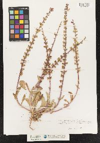 Image of Brazoria truncata
