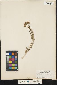 Image of Pycnanthemum clinopodioides