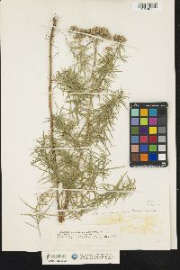 Image of Pycnanthemum flexuosum