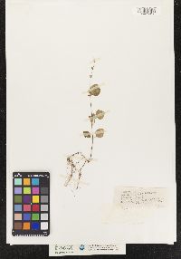 Image of Salvia occidentalis