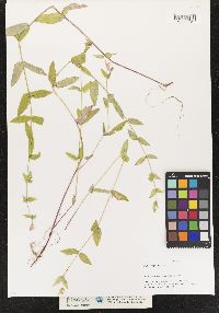 Scutellaria galericulata image