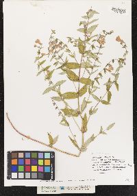 Scutellaria galericulata image