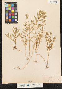 Image of Ammannia latifolia