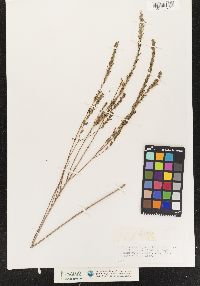 Image of Lythrum ovalifolium
