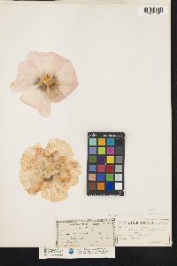 Image of Alcea rosea