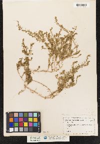 Image of Lythrum tribracteatum
