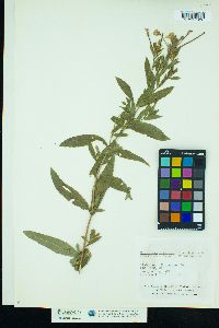 Epilobium hirsutum image