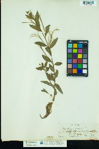 Image of Epilobium roseum