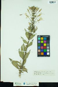 Oenothera biennis image