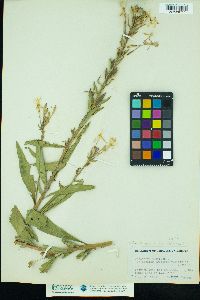 Oenothera biennis image