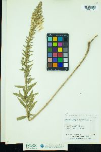 Image of Oenothera clelandii