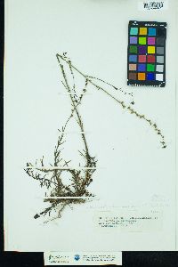 Nuttallanthus canadensis image