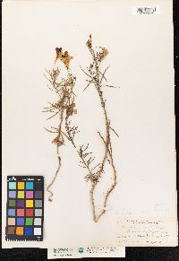 Linaria vulgaris image