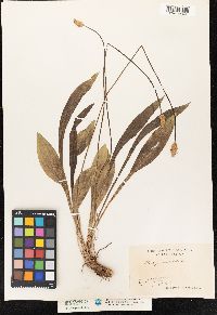 Plantago lanceolata image