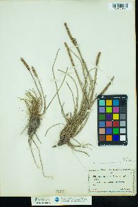 Plantago maritima image