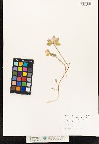 Image of Polygala pauciflora
