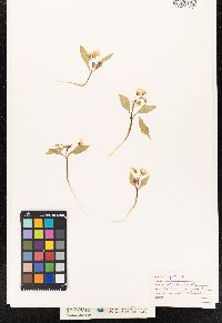 Claytonia caroliniana image