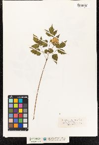 Actaea rubra image