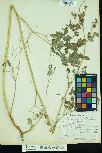 Thalictrum fendleri image